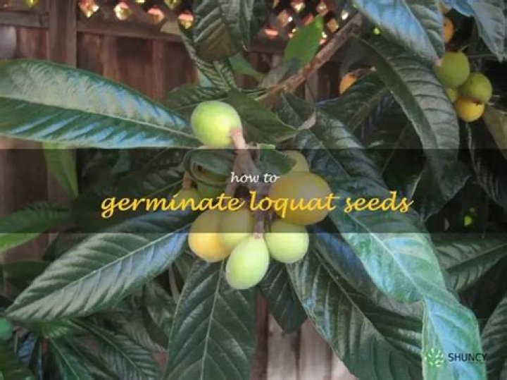 How do you germinate a loquat?