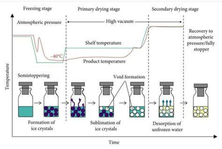 What are the steps in lyophilization?