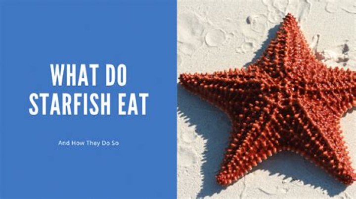 What does a marble starfish eat?